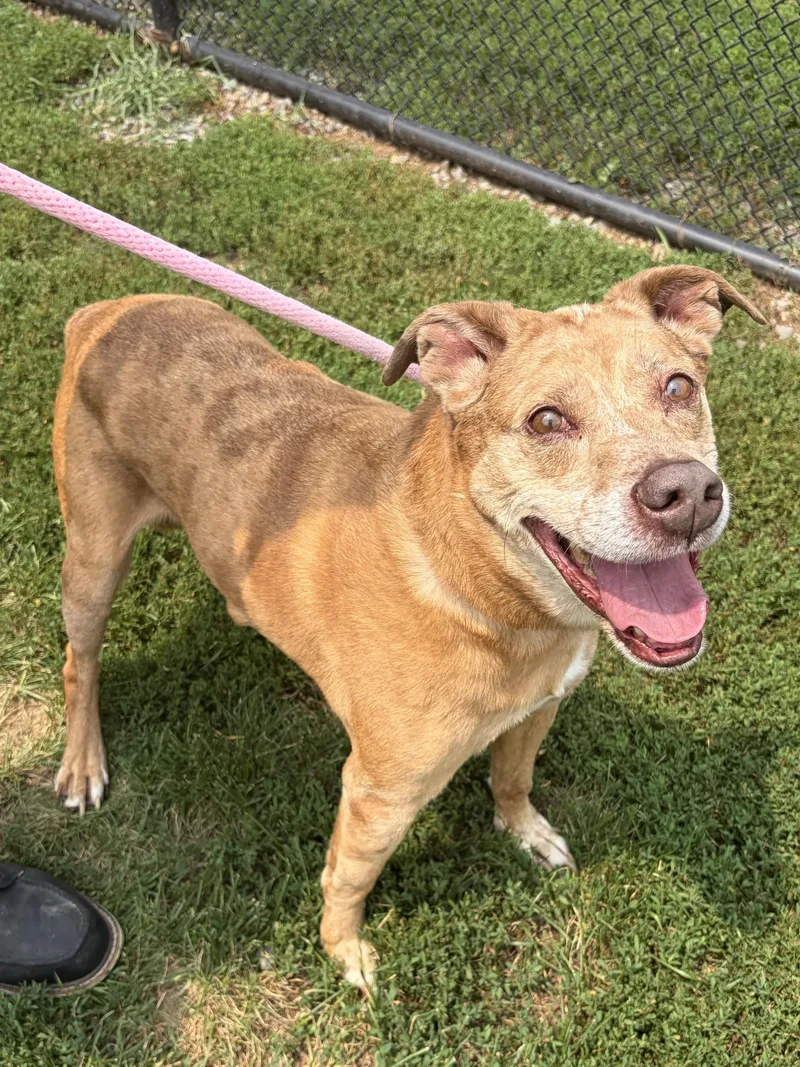 A senior large-sized male Red / Chestnut / Orange Catahoula Leopard Dog dog named Tucker for adoption in Winchester, VA
