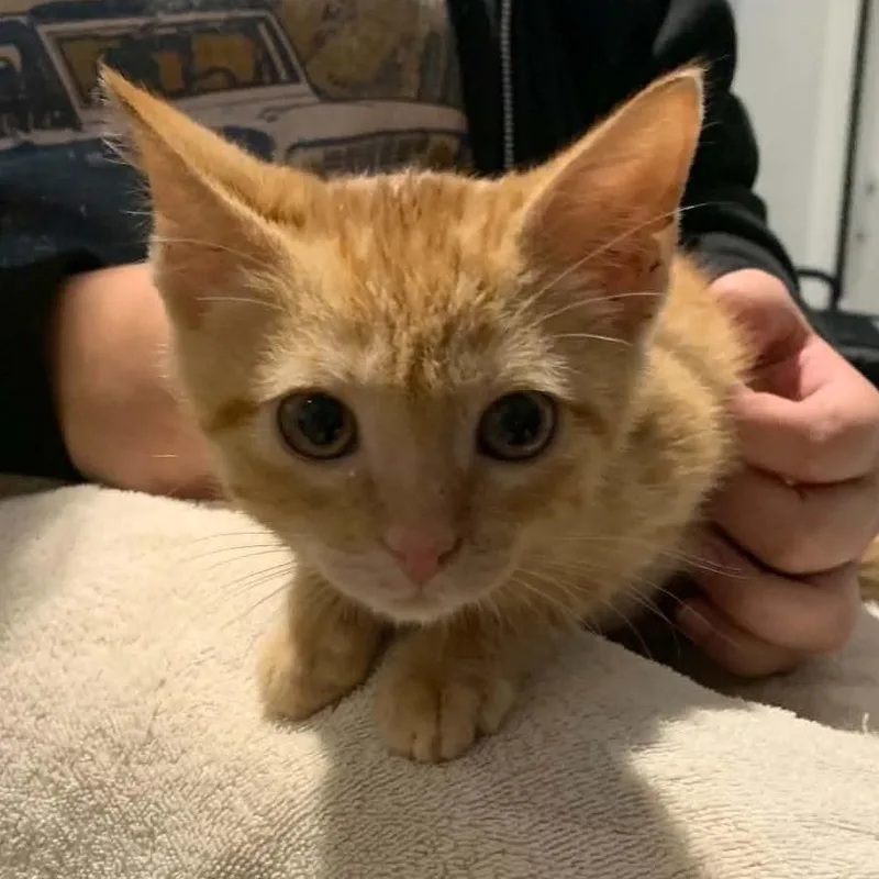 An adult small-sized female Orange / Red Domestic Short Hair cat named Waffles for adoption in Laurel, MS