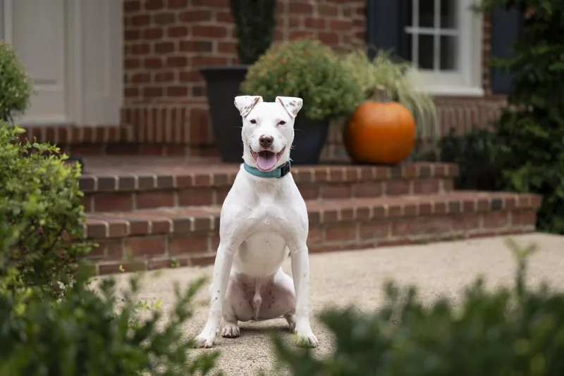 A young medium-sized male American Staffordshire Terrier dog named Ziggy for adoption in Arlington, VA