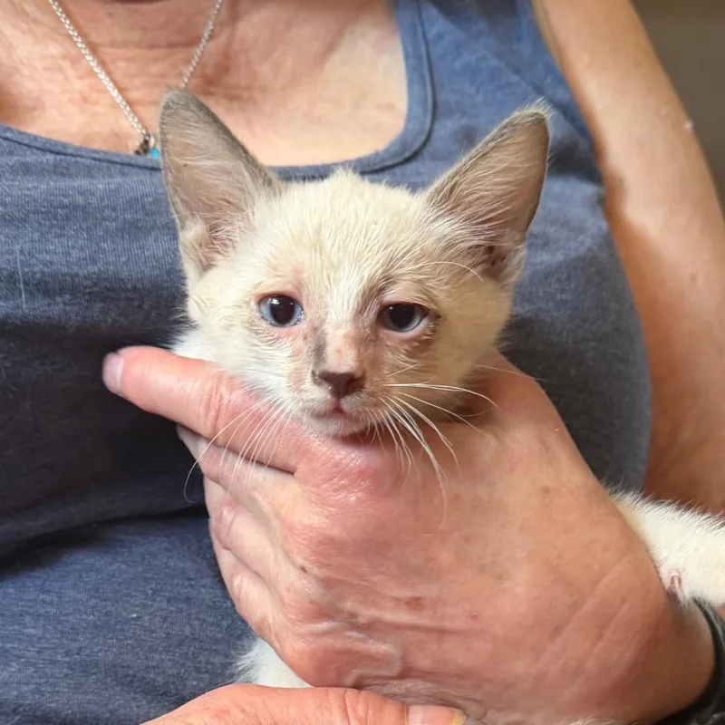 A baby small-sized male Cream / Ivory Domestic Short Hair cat named Rupert for adoption in Midland, TX
