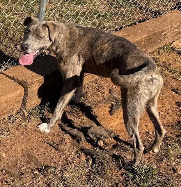 A young large-sized female Pit Bull Terrier dog named Athena for adoption in Carrollton, GA