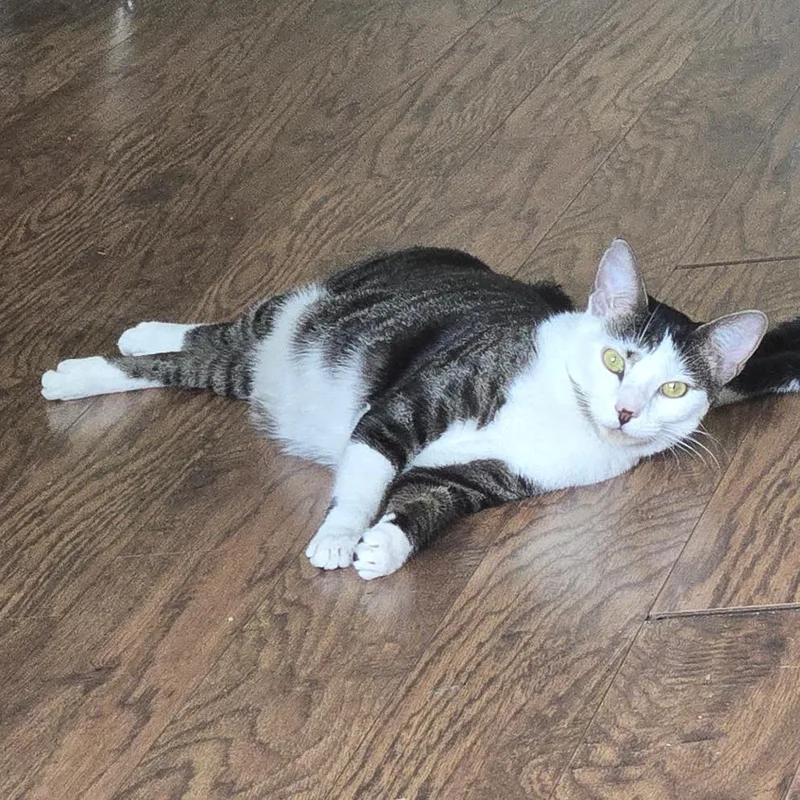 A young large-sized female Brown / Chocolate Domestic Short Hair cat named Cookie for adoption in Parkland, FL