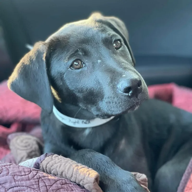 A baby medium-sized male Black Black Labrador Retriever dog named Rabbit for adoption in Salem, NH