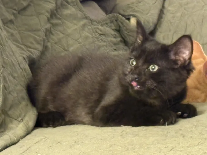 Ziggy thumbnail 3