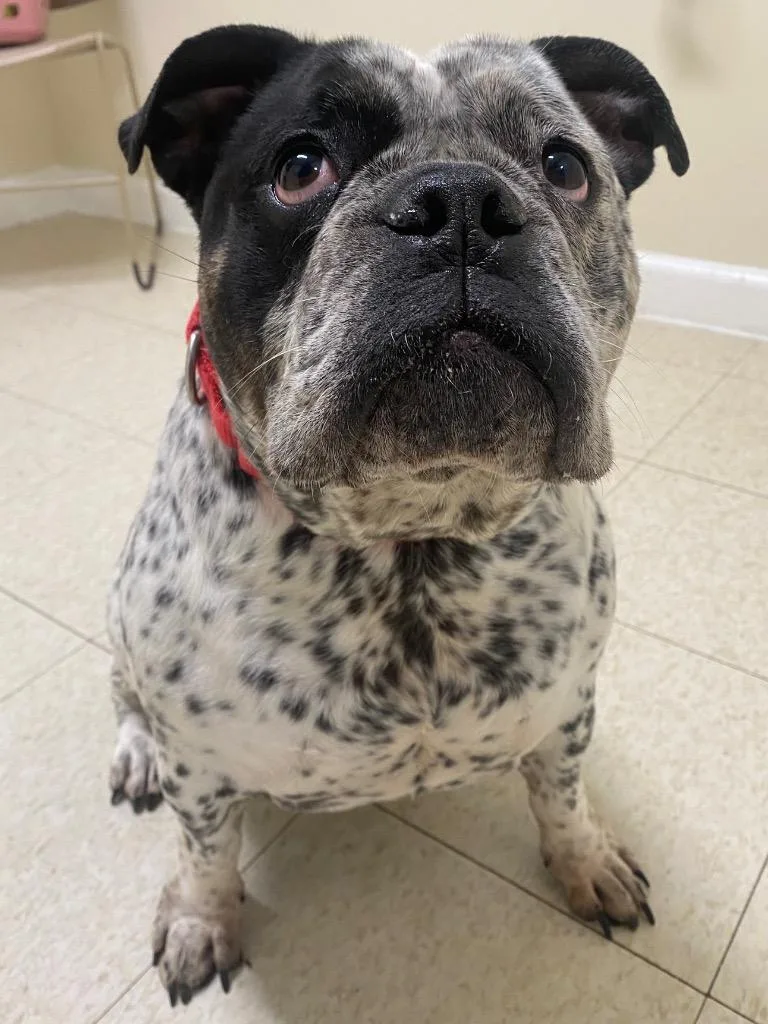 An adult medium-sized female English Bulldog dog named Olivia for adoption in Fall River, MA