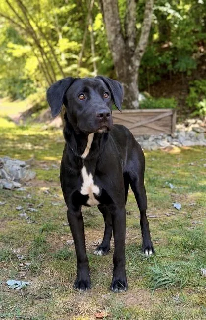 An adult large-sized male Labrador Retriever dog named Bruce for adoption in Dahlonega, GA