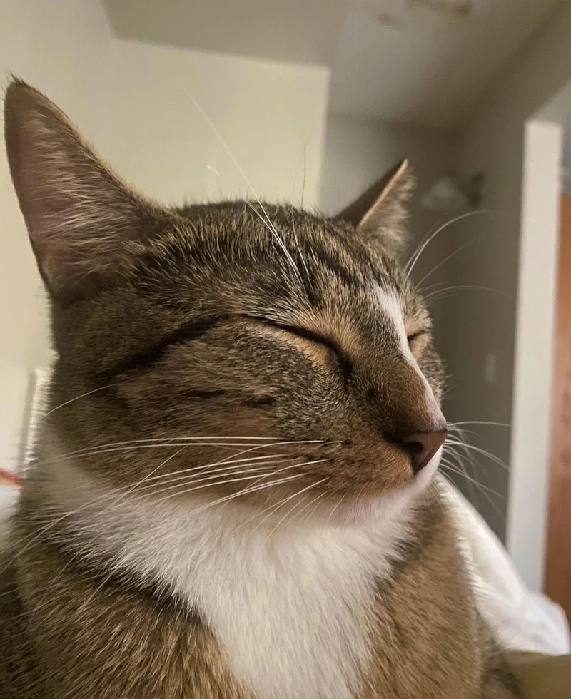 Melody   Offered thumbnail 3