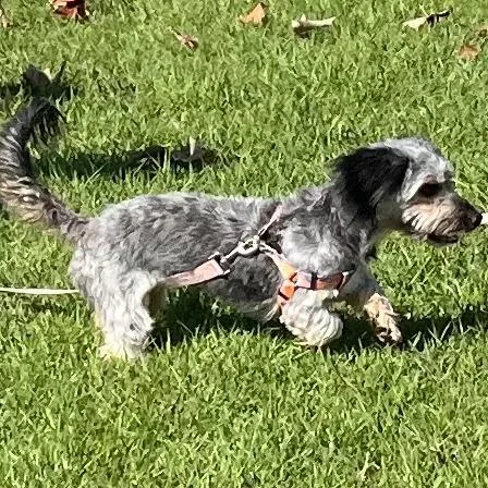 An adult small-sized female Gray / Blue / Silver Yorkshire Terrier dog named Dory for adoption in Oceanside, CA