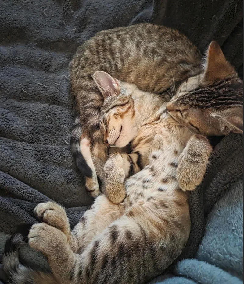 Hallie Peño thumbnail 2