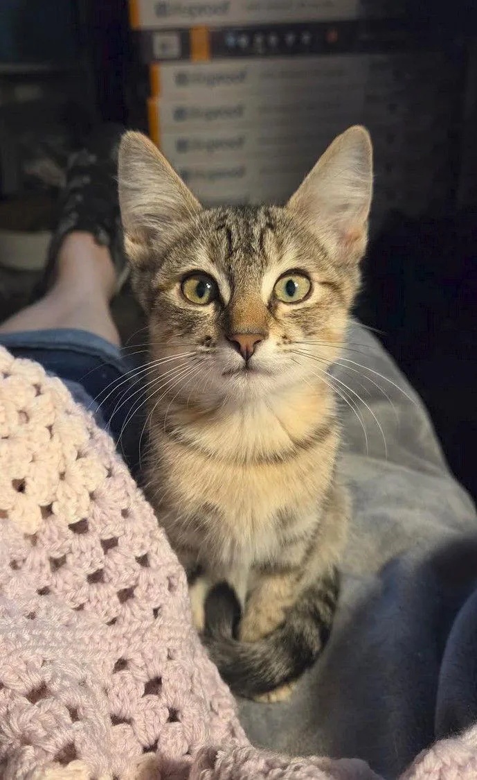 Hallie Peño thumbnail 3