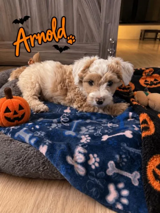 A young small-sized male Poodle dog named Arnold for adoption in North Bend, WA