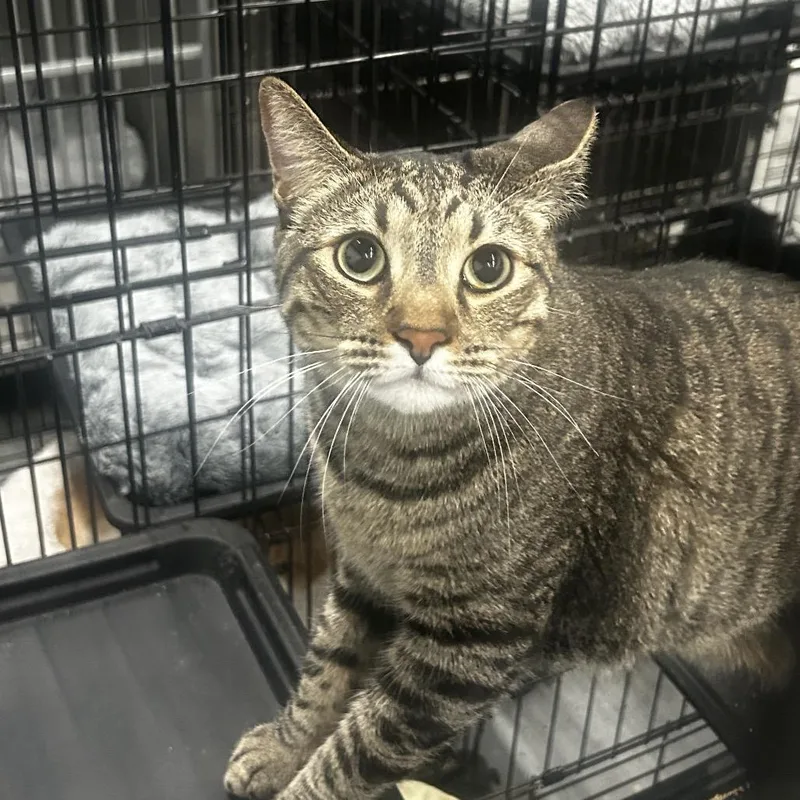 An adult extra large-sized male Brown / Chocolate Domestic Short Hair cat named Kelly for adoption in Las Vegas, NV