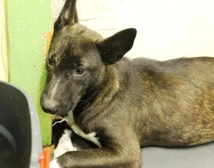 A young large-sized female Shepherd dog named Sarah for adoption in Picayune, MS