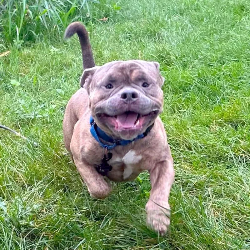 Mr. Bacon