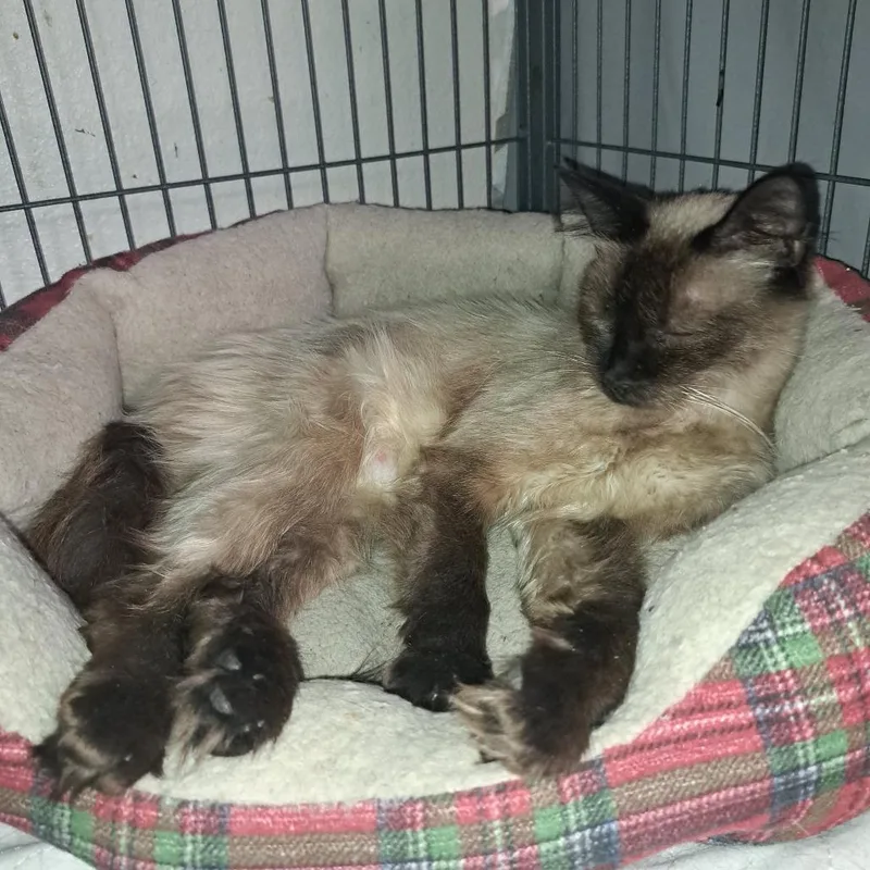 An adult large-sized female Seal Point Siamese cat named Twilight for adoption in Othello, WA