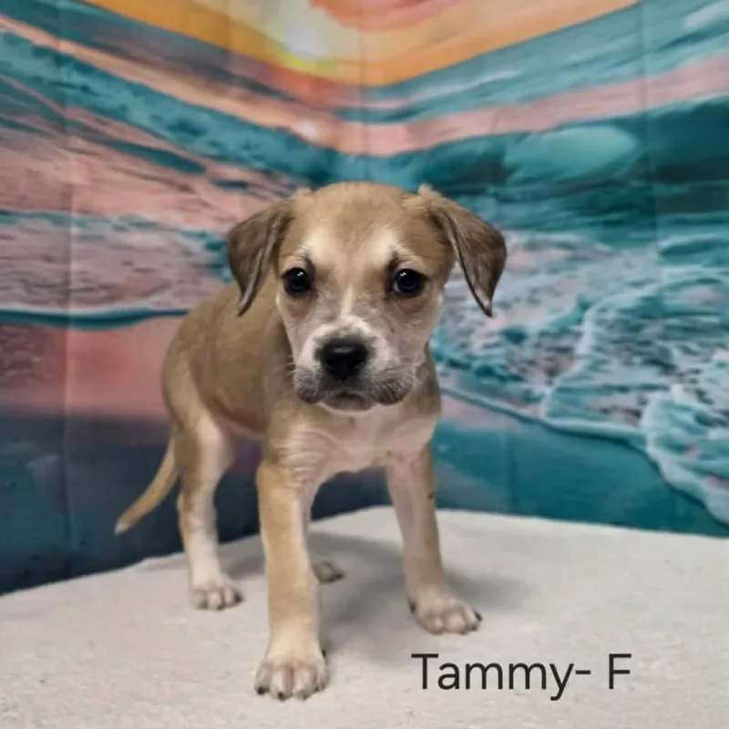 Tammy