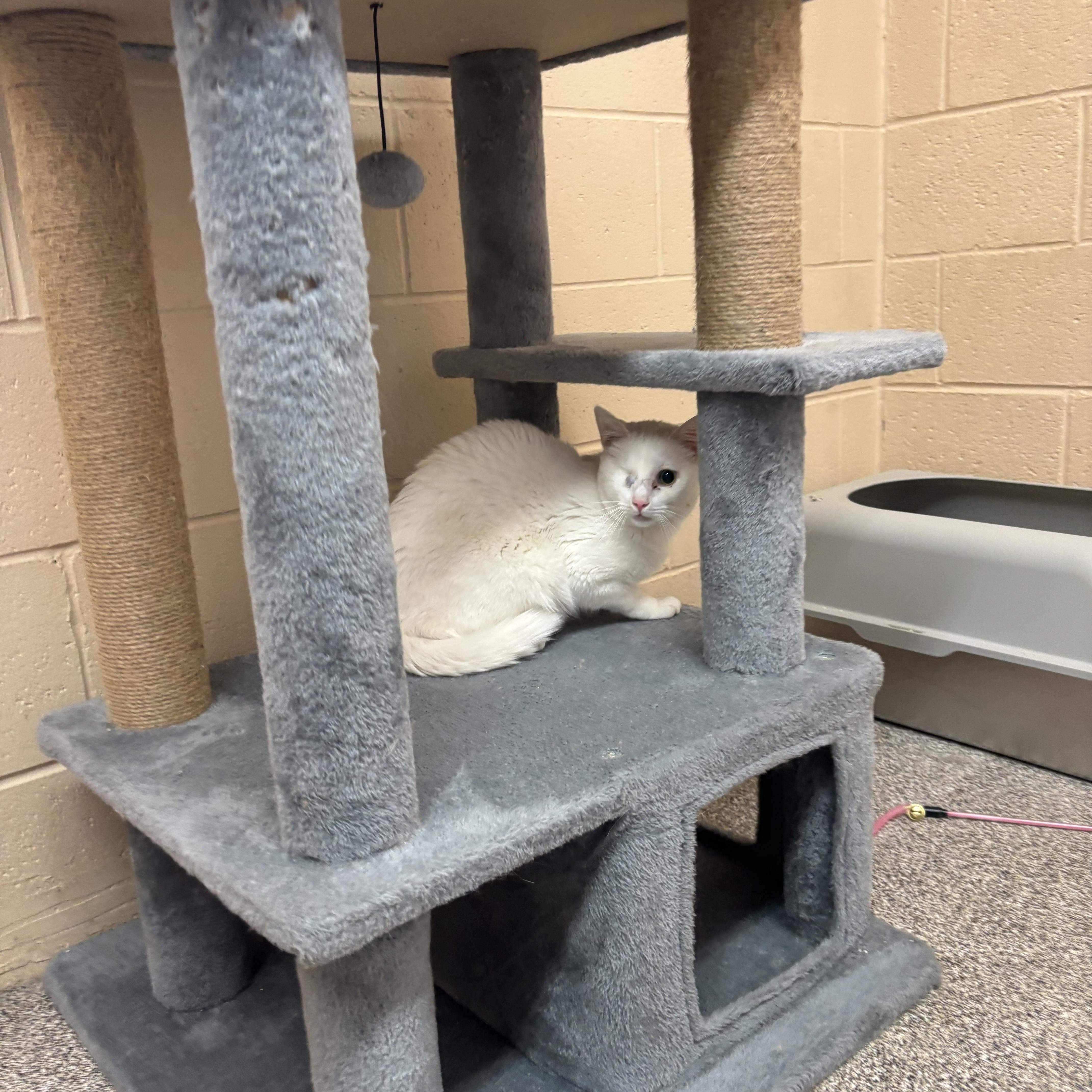 A young medium-sized female White Domestic Short Hair cat named "One Eyed" Willy for adoption in Washington, UT