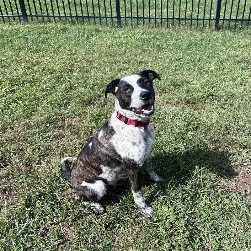 An adult medium-sized female Cattle Dog dog named Anjeria for adoption in West Jefferson, OH