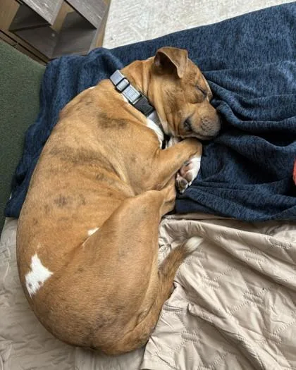 Tater Tot thumbnail 2