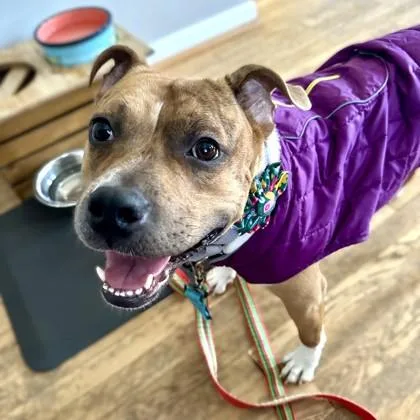 Tater Tot thumbnail 3