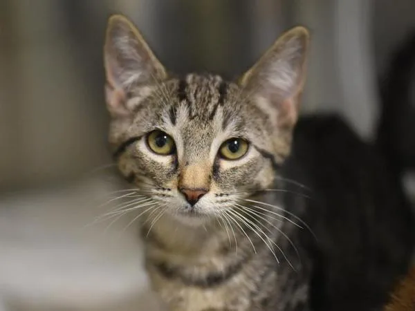 A baby small-sized male Domestic Short Hair cat named Lyon for adoption in Portland, OR