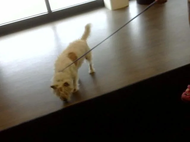 An adult small-sized male West Highland White Terrier / Westie dog named Toby for adoption in Toledo, OH