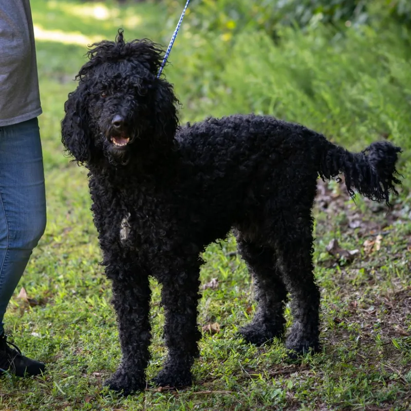 An adult medium-sized male Black Standard Poodle dog named Snoopy for adoption in Bartlett, TN