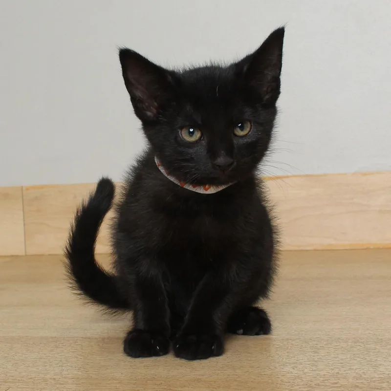 A baby small-sized female Black Domestic Short Hair cat named Chai C for adoption in Minnetonka, MN