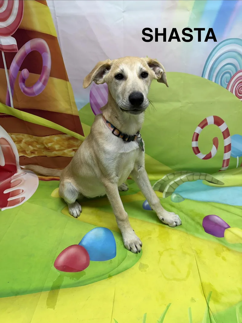 A baby medium-sized female Yellow / Tan / Blond / Fawn Akbash dog named Shasta for adoption in Urbana, OH
