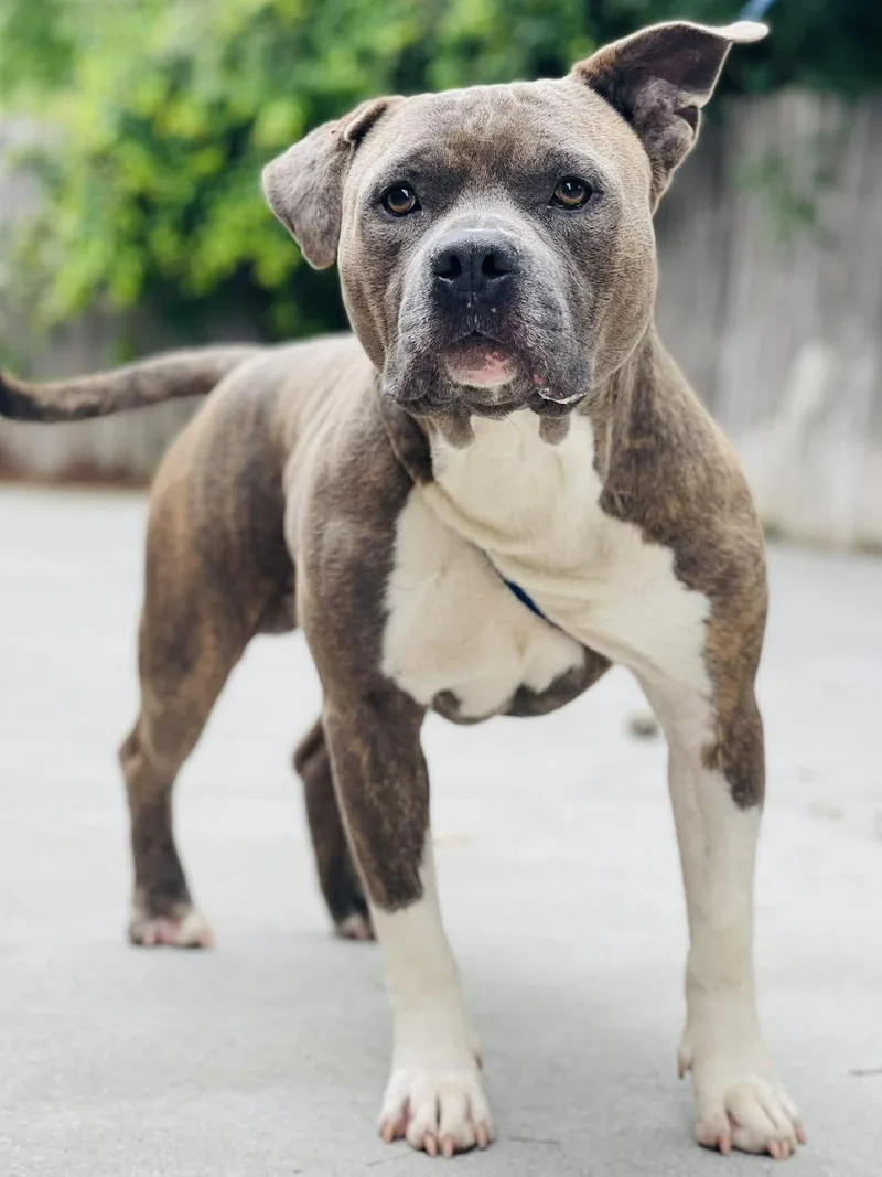 An adult large-sized male Brindle Pit Bull Terrier dog named Ac "piggly" for adoption in Conyers, GA