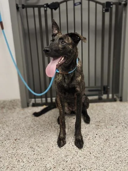 An adult large-sized female Dutch Shepherd dog named Luna for adoption in Gastonia, NC