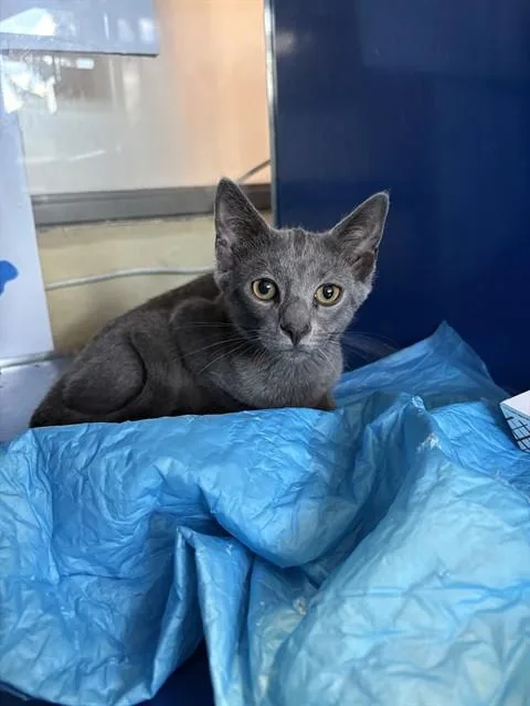A baby small-sized male Domestic Short Hair cat named Toni for adoption in Westminster, MD