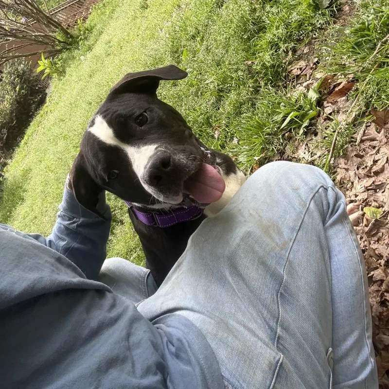Moose thumbnail 6