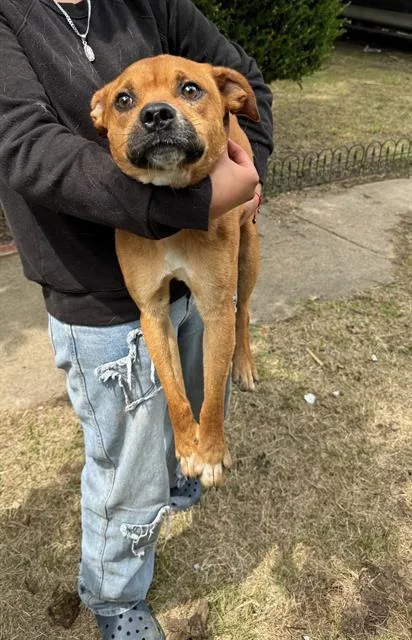 A young large-sized male Mixed Breed dog named Trevieso for adoption in Dallas, TX
