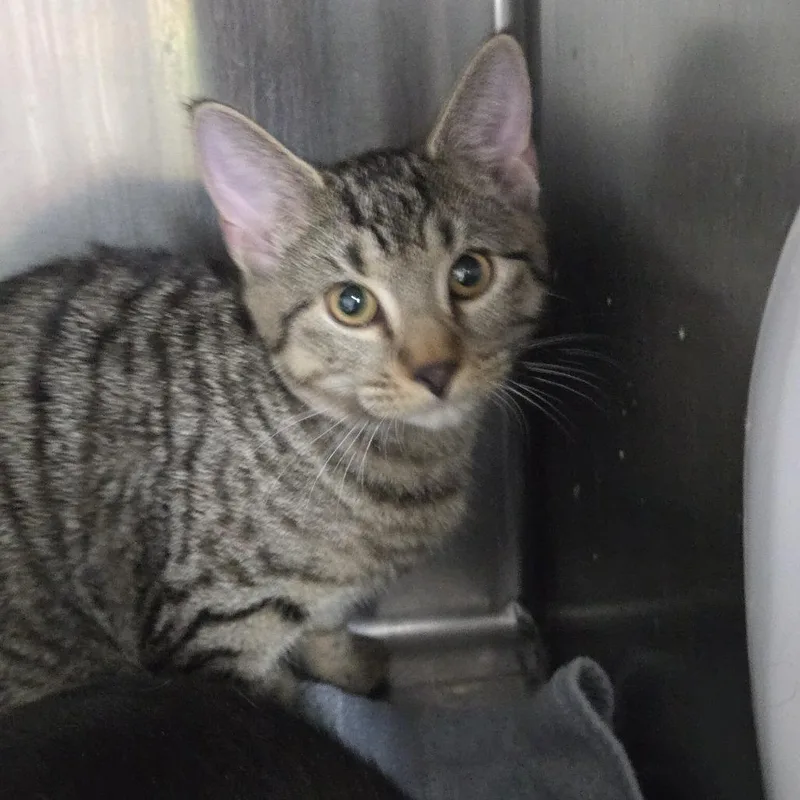 A baby small-sized female Brown / Chocolate Domestic Short Hair cat named Caramel for adoption in New York, NY