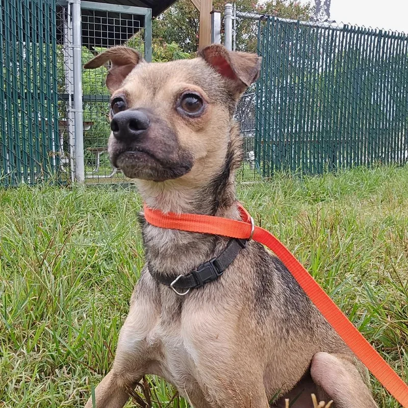 An adult small-sized male Brown / Chocolate Chihuahua dog named Jax for adoption in Wimberley, TX