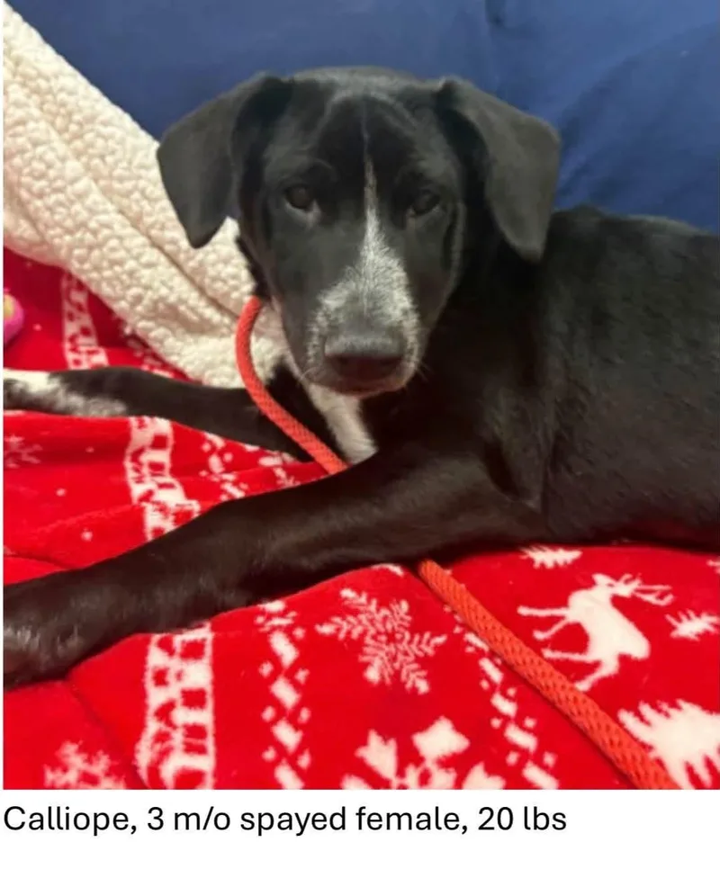 A baby medium-sized female Black Labrador Retriever dog named Calliope for adoption in Oswego, IL