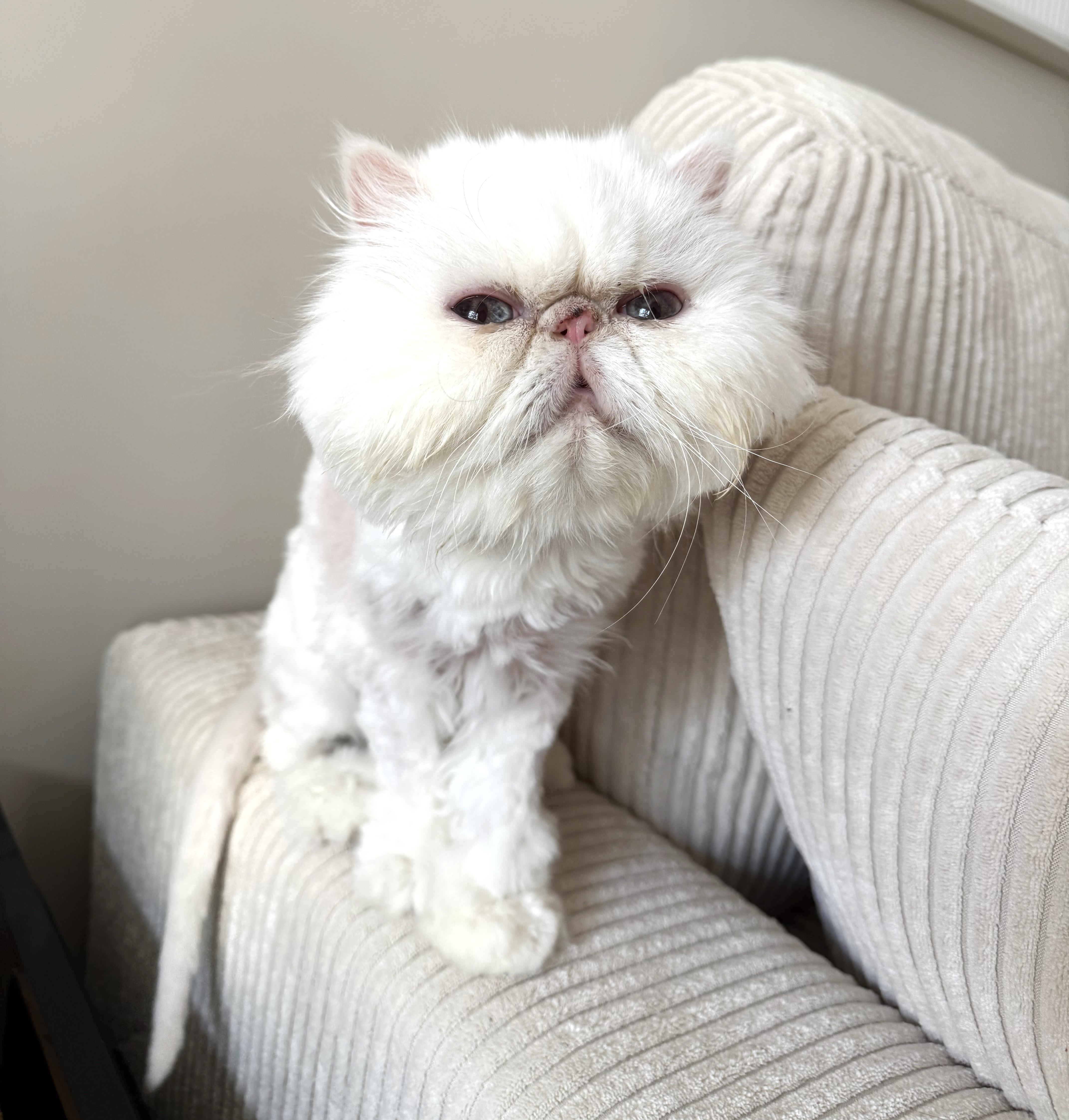 An adult medium-sized female White Persian cat named Meadow for adoption in Saddle River, NJ