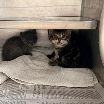 A baby small-sized male Black Domestic Short Hair cat named Berlioz for adoption in Hawthorne, CA