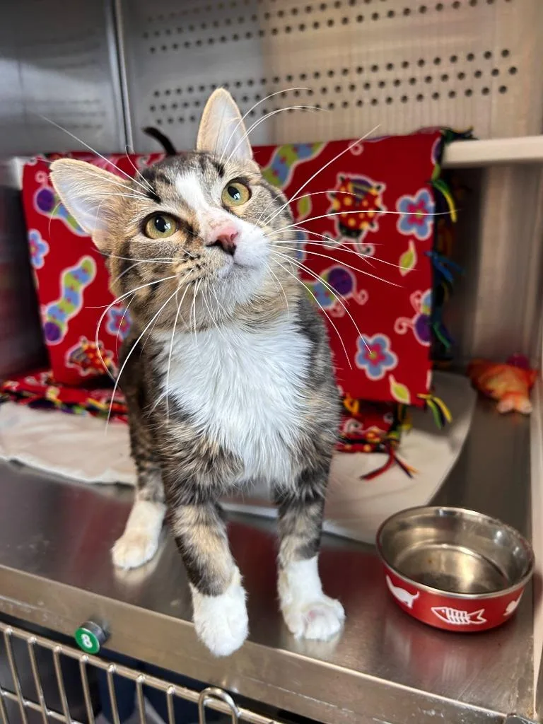 A young medium-sized male Domestic Medium Hair cat named Bad Bill for adoption in Minot, ND