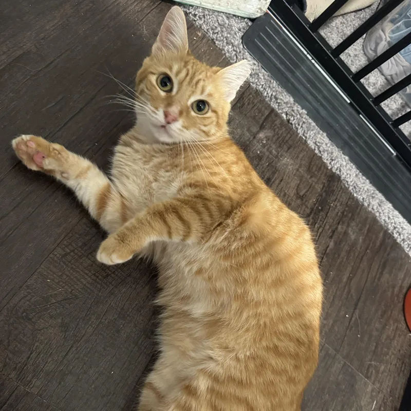 Ms. Marmalade thumbnail 5