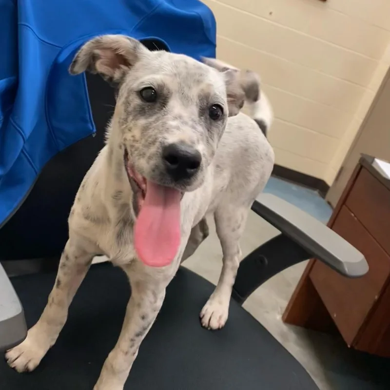 A baby small-sized female White / Cream Mixed Breed dog named Loa for adoption in Memphis, TN