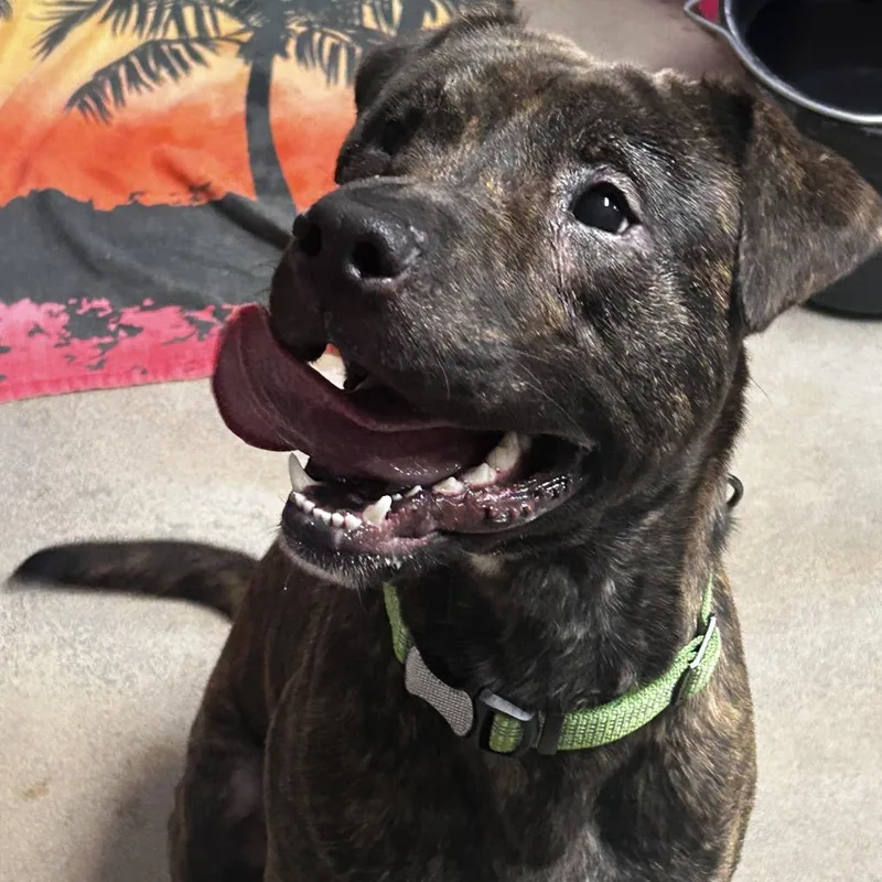 Inigo Montoya thumbnail 2