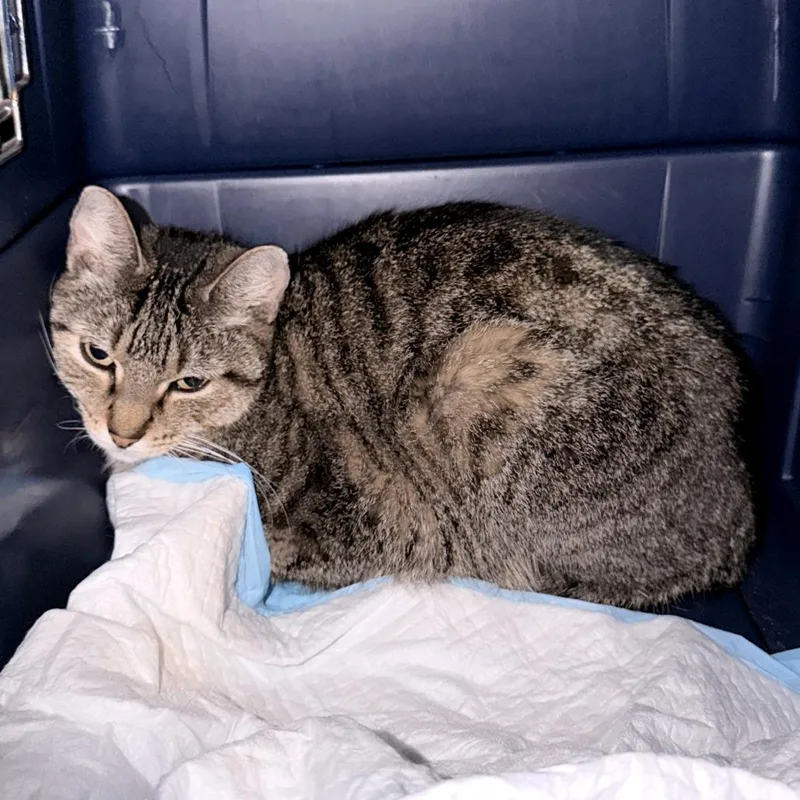 An adult medium-sized female Brown / Chocolate Domestic Short Hair cat named Quantum Leap for adoption in Austin, TX