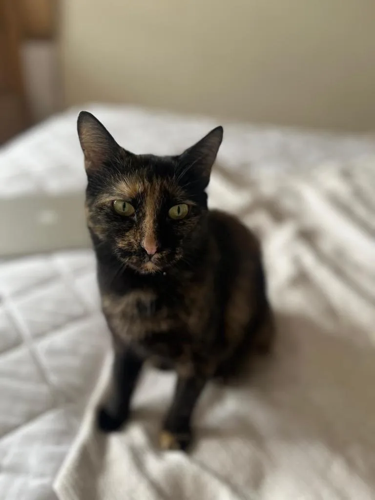 An adult medium-sized female Domestic Short Hair cat named Murka for adoption in New York, NY