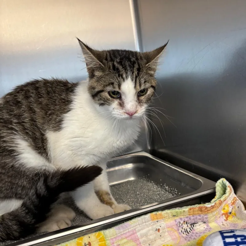 A young medium-sized male White Domestic Short Hair cat named Ruhn for adoption in DeKalb, IL