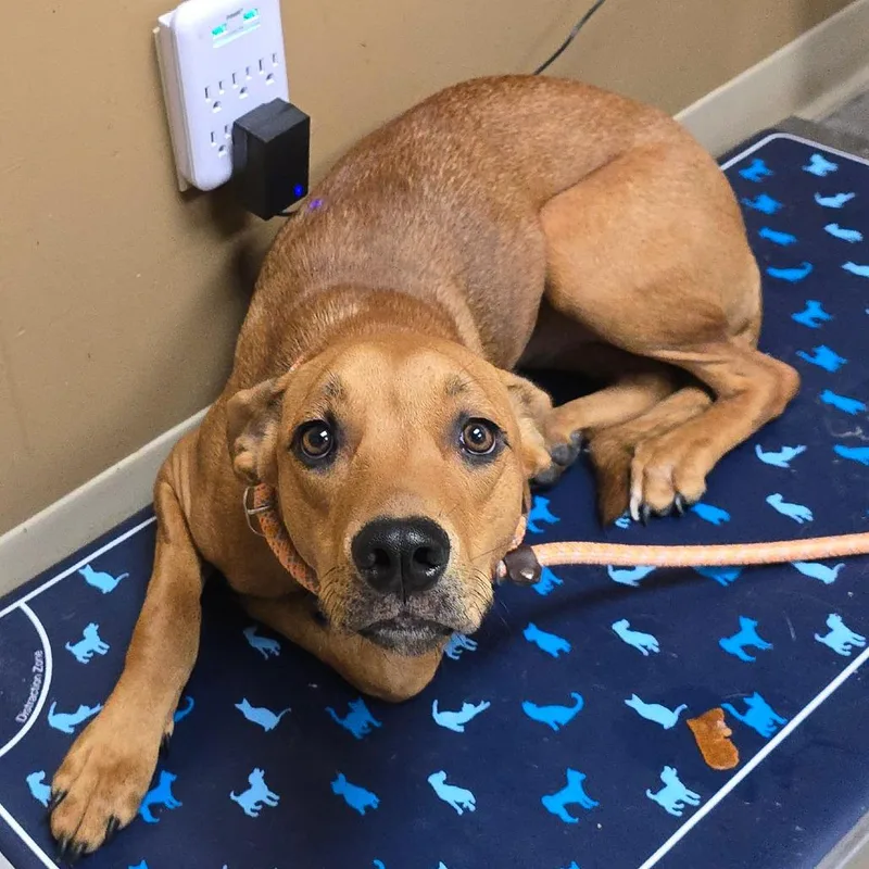 An adult medium-sized female Red / Chestnut / Orange Hound dog named Ginger for adoption in Milan, IL