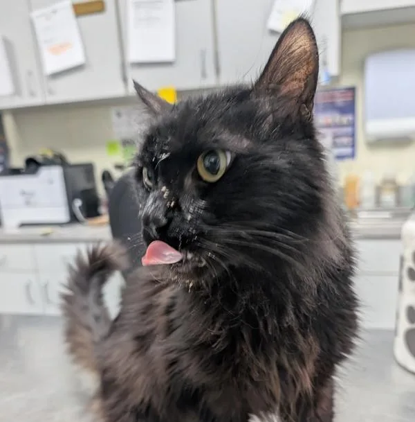 A young medium-sized male Domestic Long Hair cat named Calvin for adoption in Des Moines, IA