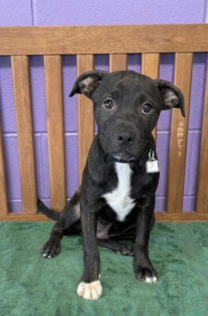 A baby small-sized male Boston Terrier dog named Yoda for adoption in North Prairie, WI