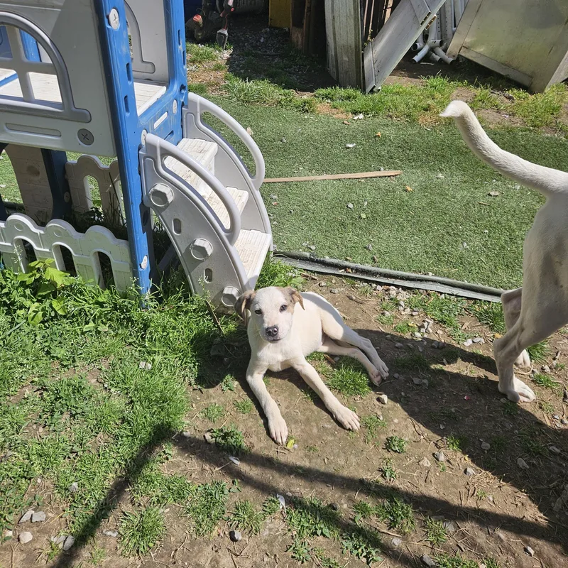 Petey Sweetpea thumbnail 2